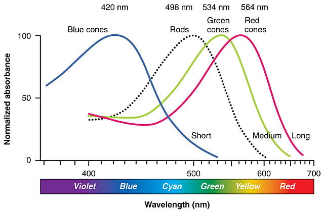 How Eyes Interpret Wavelength